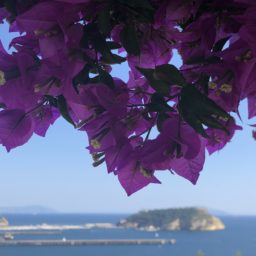 Spontan auf die kleine Insel Procida